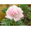 Paeonia Alertie 1
