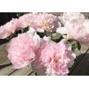 Paeonia Alertie 2