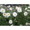 Veternica hybridná (Anemone hybrida) ´WHIRLWIND´