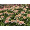 Echinacea Cherry Fluff
