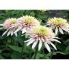 Echinacea Cherry Fluff 3