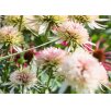 Echinacea Cherry Fluff 4