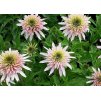 Echinacea Cherry Fluff 5