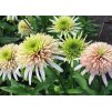 Echinacea Cherry Fluff 1
