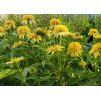 Echinacea Lemon Drop 2