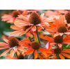 Echinacea Orange Pearl 1