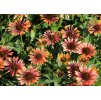 Echinacea Orange Pearl 2