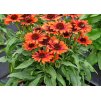 Echinacea Orange Pearl 3