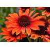 Echinacea Orange Pearl