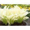 Hosta ´WHITE FEATHER´