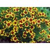 Coreopsis verticillata Bengal Tiger 1