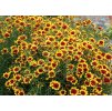 Coreopsis verticillata Bengal Tiger