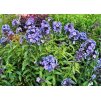 phlox paniculata Blue Boy 1