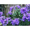 phlox paniculata Blue Boy 2