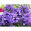 phlox paniculata Blue Boy