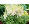 Astilbe Milk and Honey 1