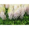 Astilbe Milk and Honey 2