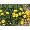 Coreopsis auriculata Nana 1