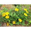 Coreopsis auriculata Nana 2