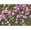 Coreopsis rosea American Dream 3