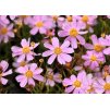 Coreopsis rosea American Dream