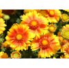 Gaillardia Arizona African Sunset