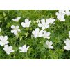 Geranium sanguineum Album 2