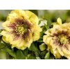 Helleborus Double Ellen Yellow Spotted 1
