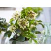 Helleborus Double Ellen Yellow Spotted 2