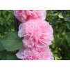 Alcea Chaters Double Pink 1