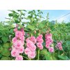 Alcea Chaters Double Pink 2