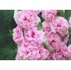 Alcea Chaters Double Pink