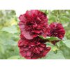 Alcea Chaters Double Purple 1