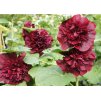 Alcea Chaters Double Purple