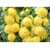Alcea Chaters Double Yellow 1