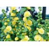 Alcea Chaters Double Yellow