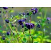 Aquilegia vulgaris Blue Barlow 2