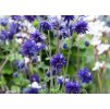Aquilegia vulgaris Blue Barlow