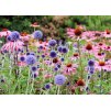 Echinops Blue Globe 1