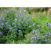 Echinops Blue Globe 2