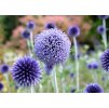 Echinops Blue Globe 3