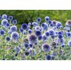 Echinops Blue Globe