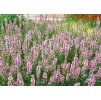Lythrum salicaria Blush 1