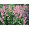 Penstemon Hidcote Pink 1
