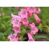 Penstemon Hidcote Pink