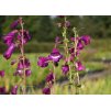 Penstemon Purple Passion 1