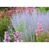 Perovskia Little Spire 1