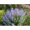 Perovskia Little Spire 2