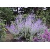 Perovskia Little Spire