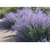 Perovskia Blue Spire
